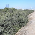 Porost mangrovníka ve městě Ras Al-Khajmah