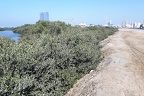 Porost mangrovníka ve městě Ras Al-Khajmah