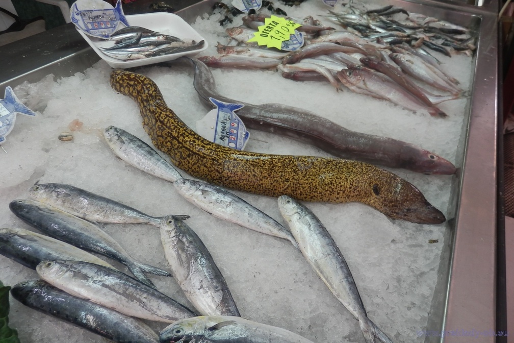 Rybí trh 1